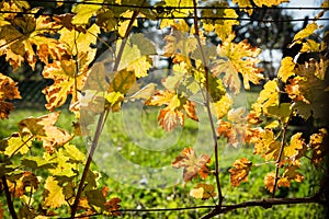 Yellow backlighted vine leaf in vineyard in the autumn