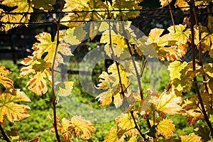 Yellow backlighted vine leaf in vineyard in the autumn