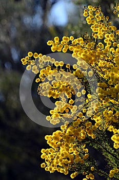 Yellow backlit flowers of the Australian native Golden Top Wattle, Acacia mariae, family Fabaceae, Mimosoideae photo