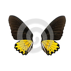 Yellow and balck butterfly wing
