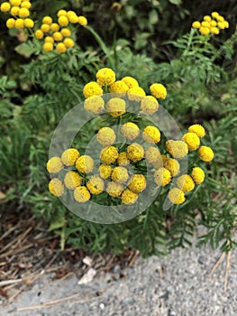 Yellow balls of color