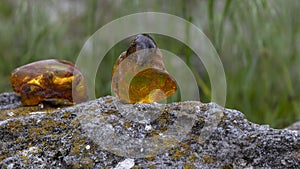 Yellow Baltic amber stones with plant inclusions stands on a rock outdoor.