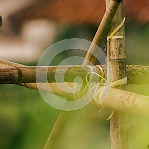 Yellow Bamboo bambusa vulgaris vitata