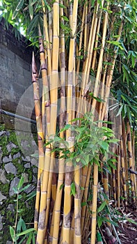 Yellow bamboo for beauty and preventing landslides