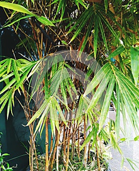 Yellow Bamboo bonsai tree