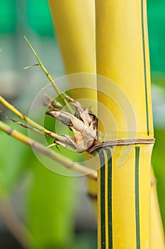 Yellow bamboo close up