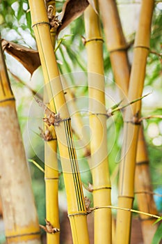 Yellow bamboo close up