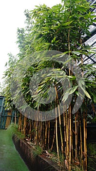 yellow bamboo plants (Bambusa vulgaris)