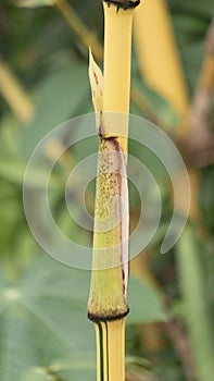 Yellow bamboo stalk, which is a type of bamboo plant with bright yellow-colored culms.