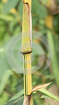 Yellow bamboo stalk, which is a type of bamboo plant with bright yellow-colored culms.