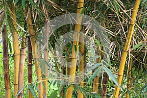 Yellow bamboo tree, Bambusa vulgaris var striata, is a type of cultivated bamboo.