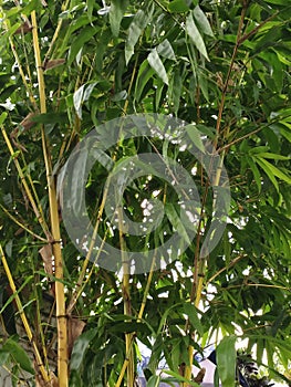 a yellow bamboo tree that grows in the garden in front of the house