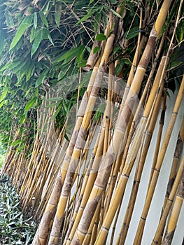 a yellow bamboo tree that thrives and is cared for in a park