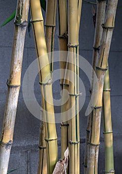 Yellow bamboo trees. Bamboo culm photo