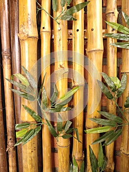 Yellow bambooBambusa vulgaris var. striata