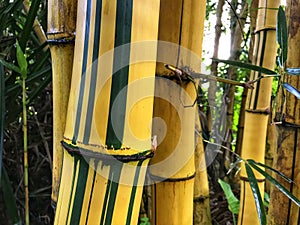 Yellow Bamboos Bambusoideae plants with green lines