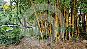 Yellow bamboos photo