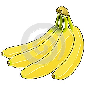 Yellow banana fruit vector or illustrator image