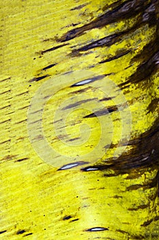 Yellow banana leaf abstract background