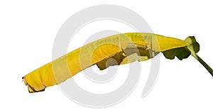 Yellow banana leaf isolated on white background