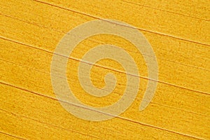Yellow banana leaf texture for pattern and background