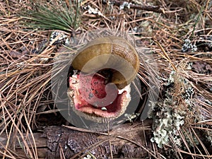 Yellow Banana Slug eating russula mushroom