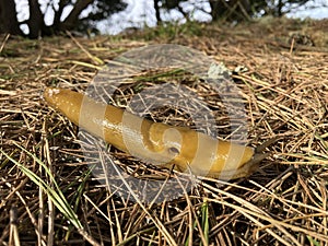 Yellow Banana Slug on the forest floor covered with pine needles