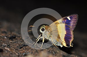 Yellow banded Awl butterfly nature