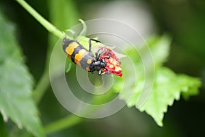 Yellow-banded Blister Beetle (Mylabris phalerata) feeding on hibiscus plant : (pix Sanjiv Shukla)