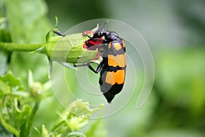 Yellow-banded Blister Beetle (Mylabris phalerata) feeding on hibiscus plant : (pix Sanjiv Shukla)