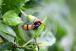 Yellow-banded Blister Beetle (Mylabris phalerata) feeding on hibiscus plant : (pix Sanjiv Shukla)