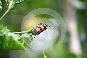 Yellow-banded Blister Beetle (Mylabris phalerata) feeding on hibiscus plant : (pix Sanjiv Shukla)