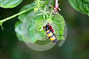 Yellow-banded Blister Beetle (Mylabris phalerata) feeding on hibiscus plant : (pix Sanjiv Shukla)