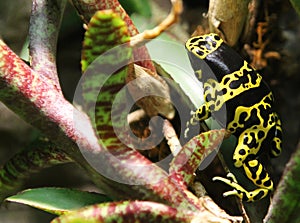 Yellow Banded Dart Frog