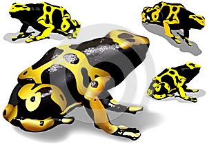 Yellow Banded Dart Poison Frog