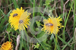 yellow-banded Furrow bee