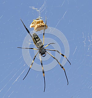 Yellow Banded Golden Orb Spider - KNP