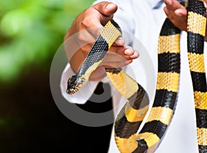 Yellow banded krait