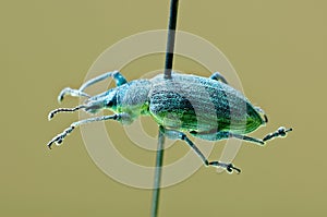 Yellow banded leaf weevil