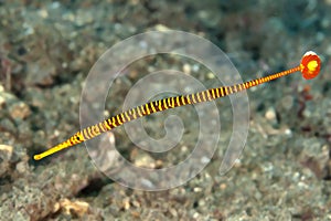 Yellow banded pipefish
