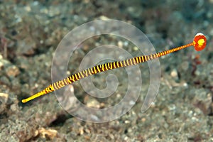 Yellow banded pipefish photo