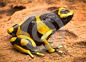 Yellow banded poison arrow frog