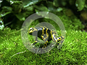 Yellow banded poison dart frog