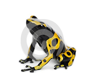 Yellow-Banded Poison Dart Frog