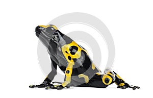 Yellow-Banded Poison Dart Frog