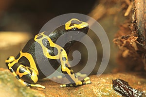 Yellow-banded poison dart frog