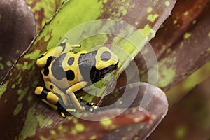 Yellow banded poison dart frog