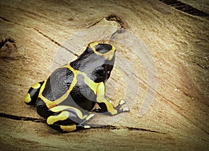 Yellow banded poison dart frog