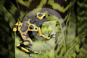 Yellow banded poison dart frog