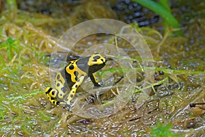 Yellow-banded poison dart frog